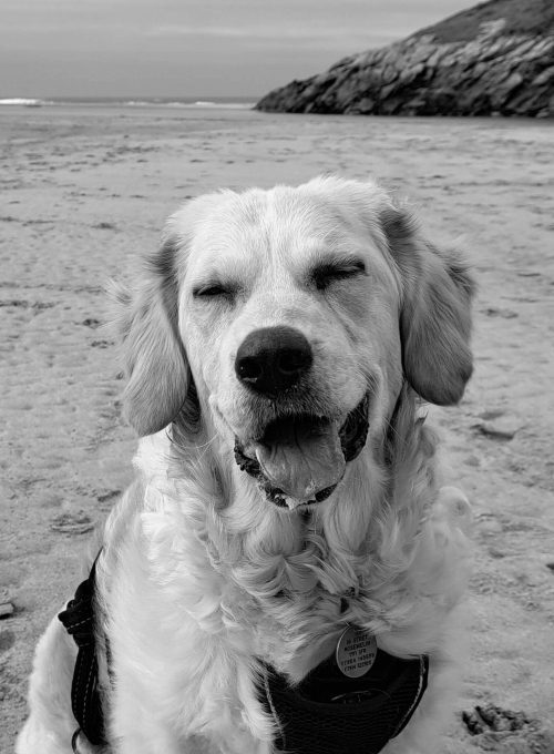 Pingu the golden retriever sat smiling on a beach